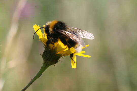 Image of Vestal cuckoo bee