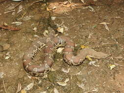 Image of Common Sand Boa