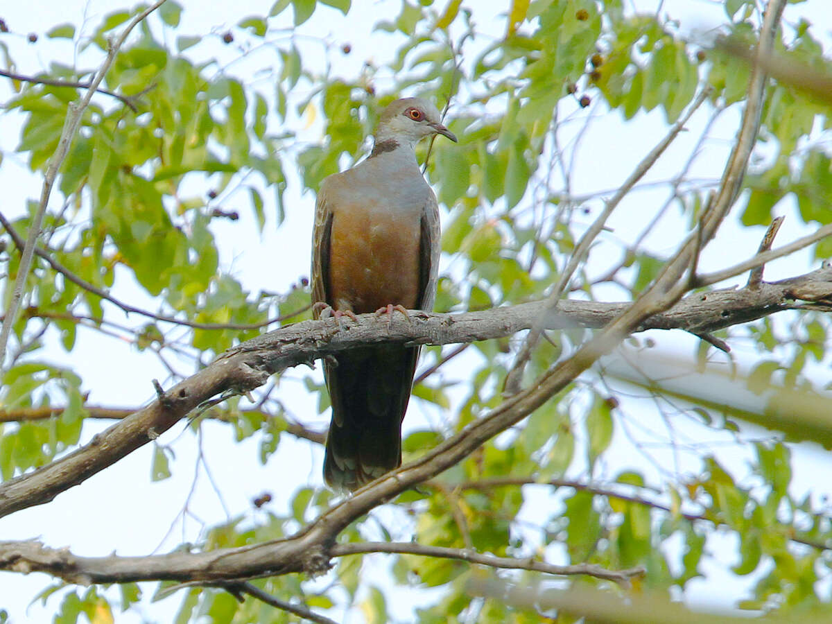 Image of Adamawa Turtle Dove