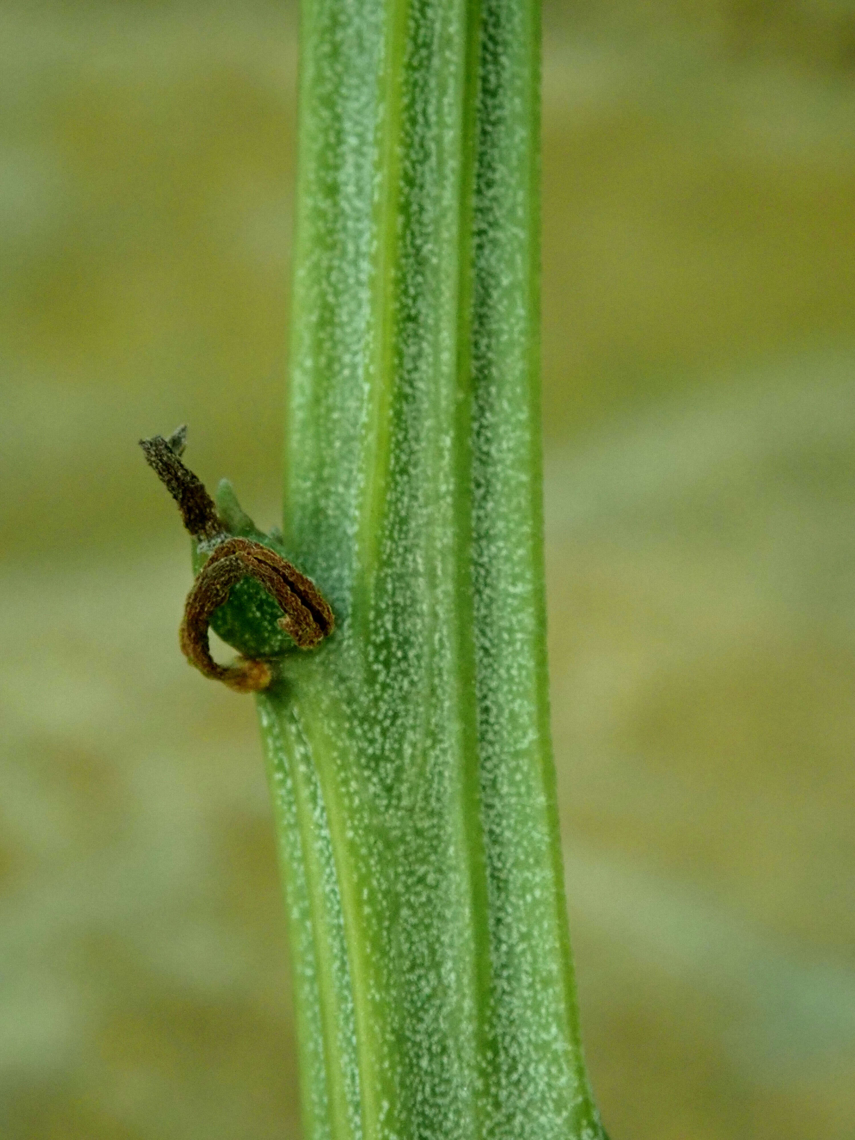 Image of Kleinia madagascariensis (Humbert) P. Halliday