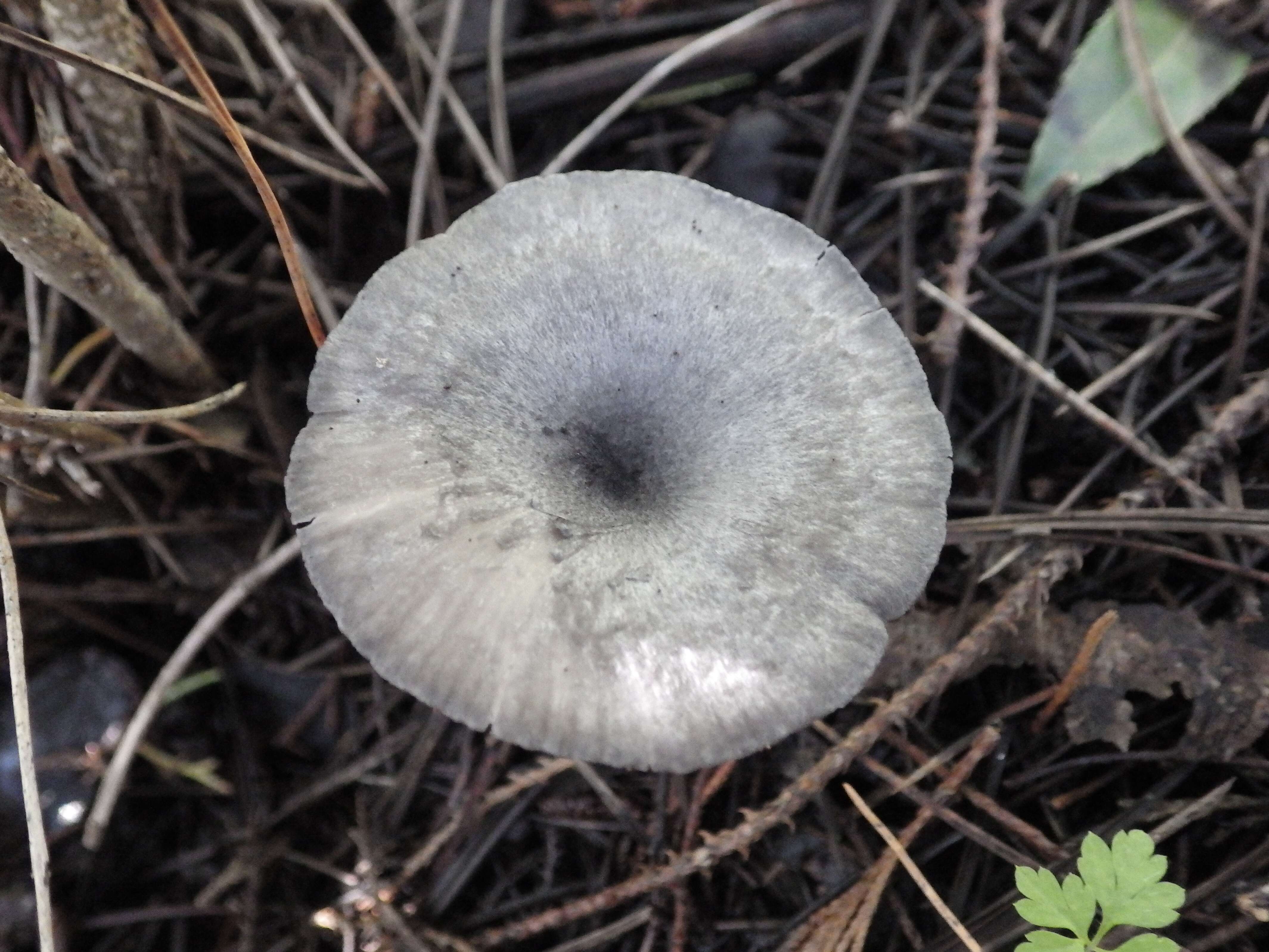 Image of Entoloma mougeotii (Fr.) Hesler 1967