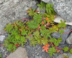 Image of silverweed cinquefoil