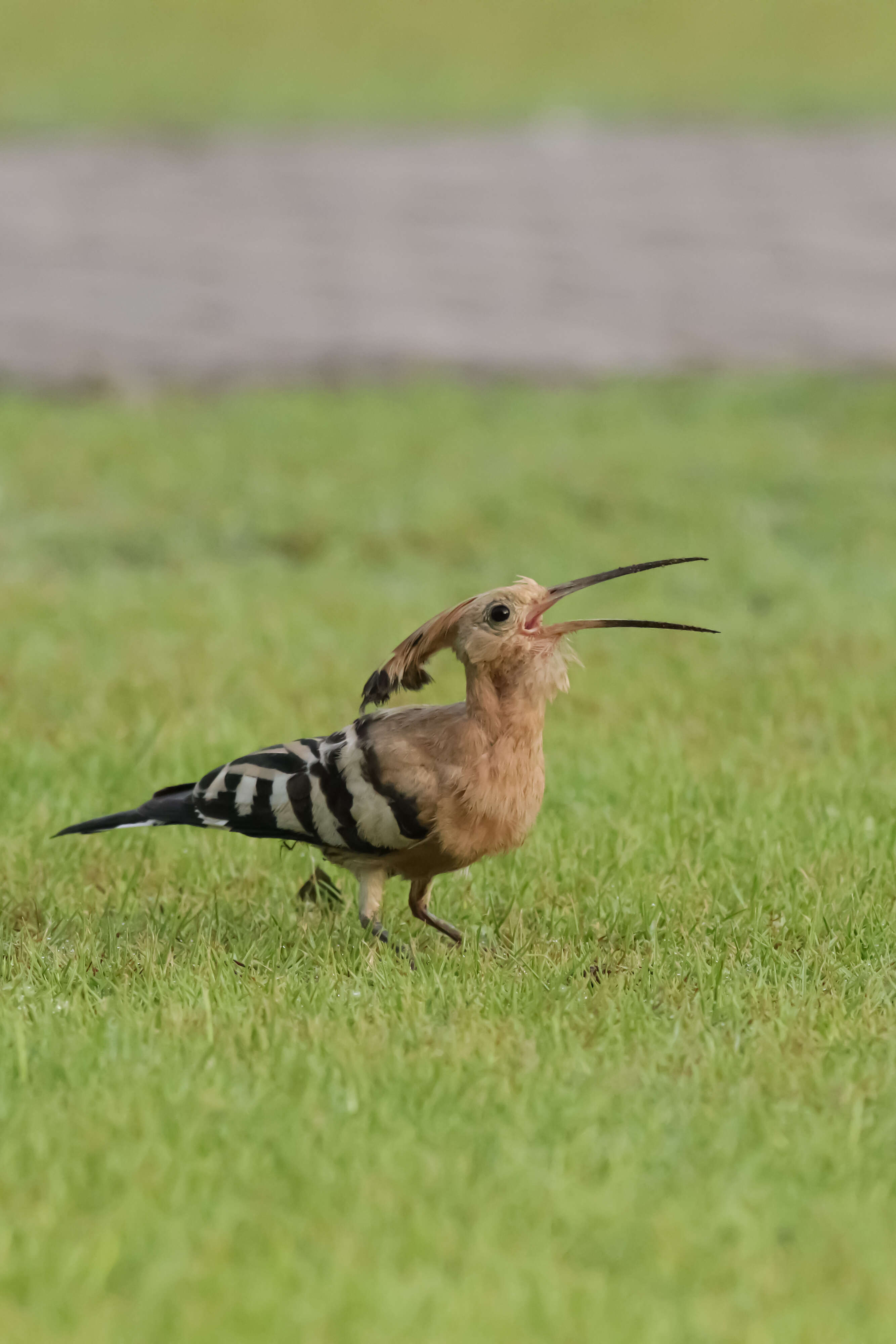 Imagem de Upupa Linnaeus 1758