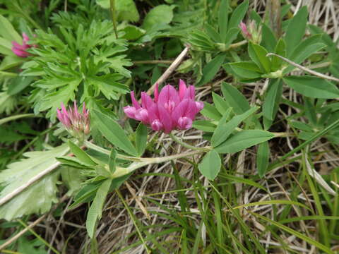 Слика од Trifolium lupinaster L.