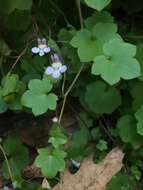 Image of Ivy-leaved Toadflax