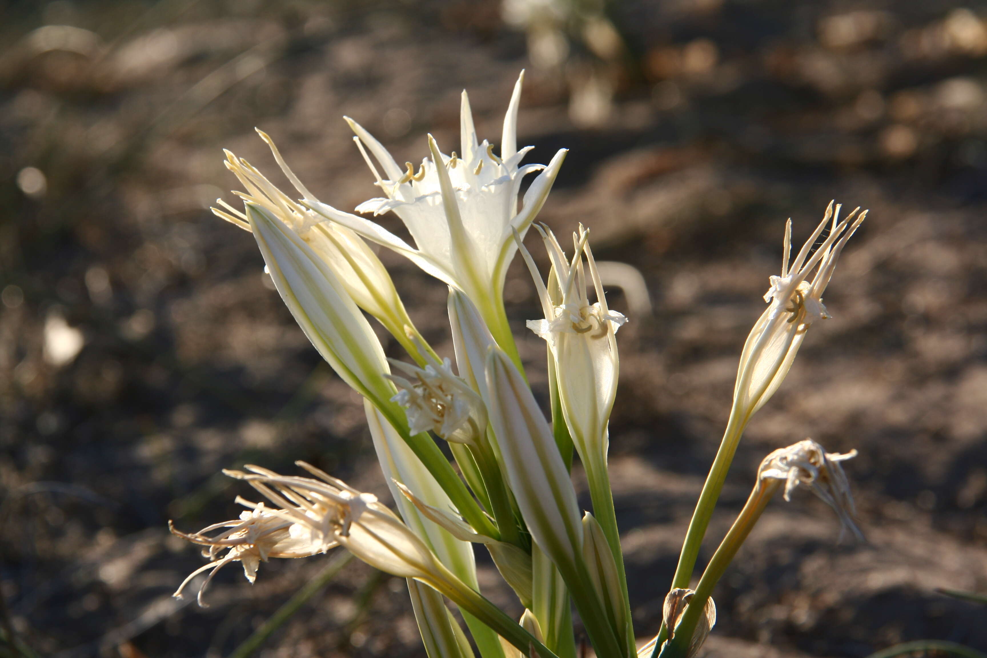 Imagem de Pancratium maritimum L.