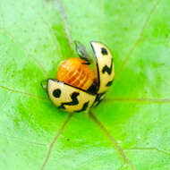 Image of Six-spotted Zigzag Ladybird