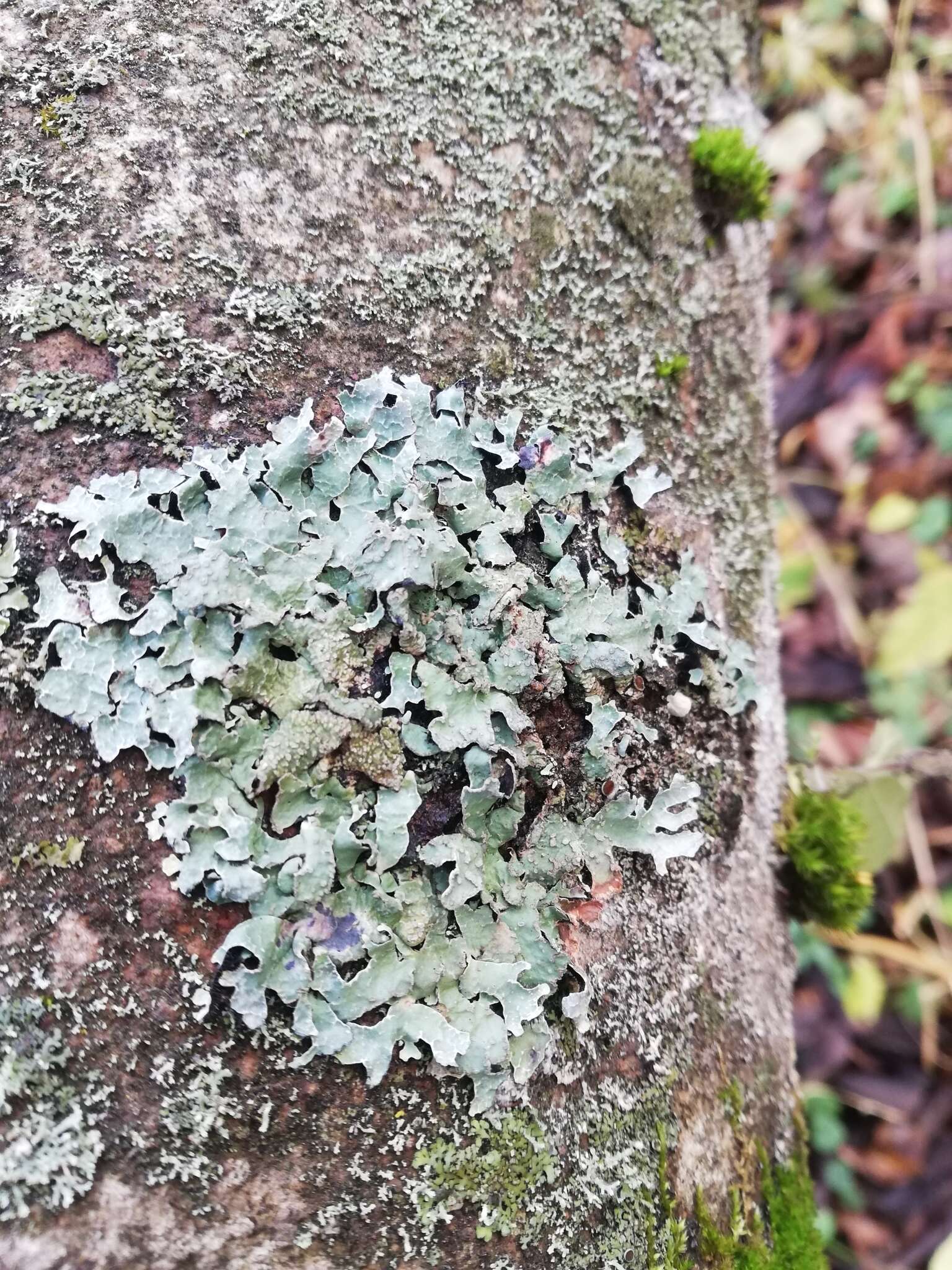 Image of Hammered shield lichen