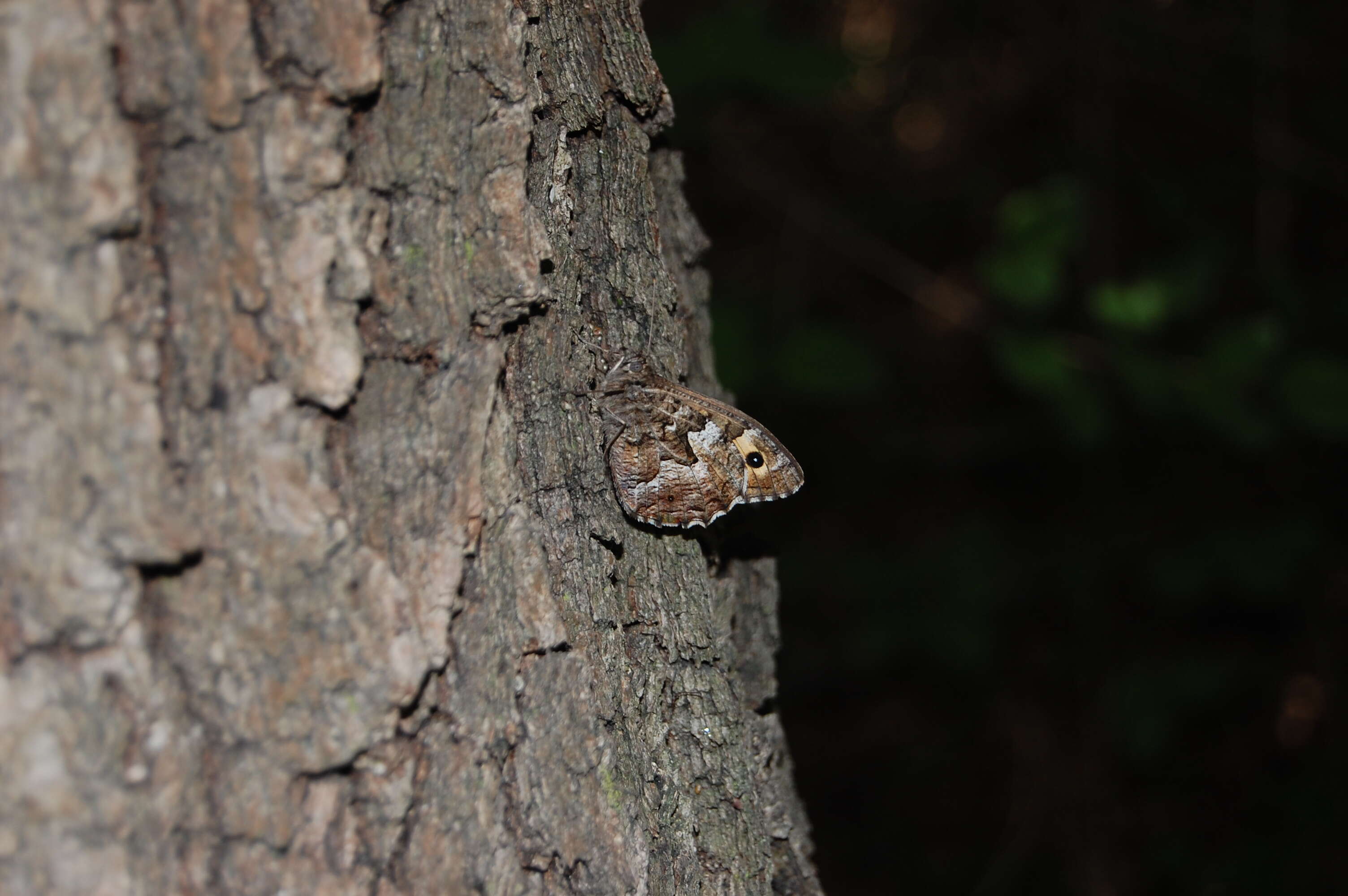 Image of Grayling