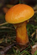 Image of Suillus grevillei (Klotzsch) Singer 1945