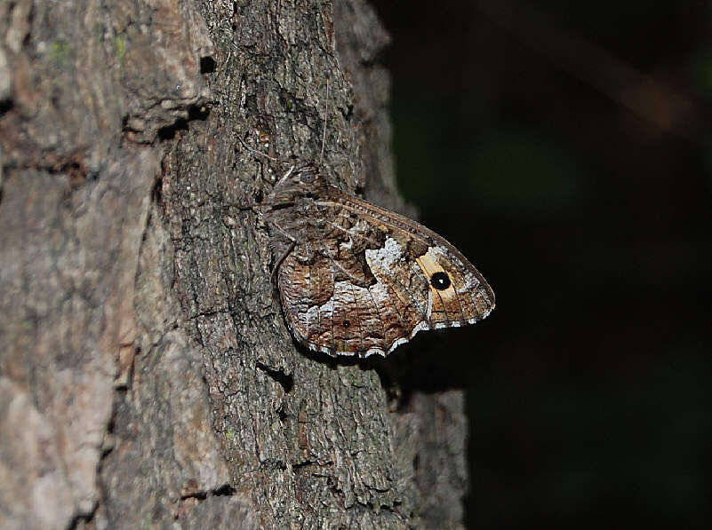 Image of Grayling