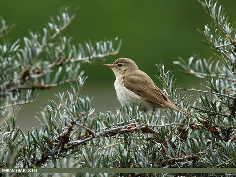 Image of Siberian Chiffchaff