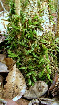 Image of Anathallis articulata (Lindl.) Luer & Toscano