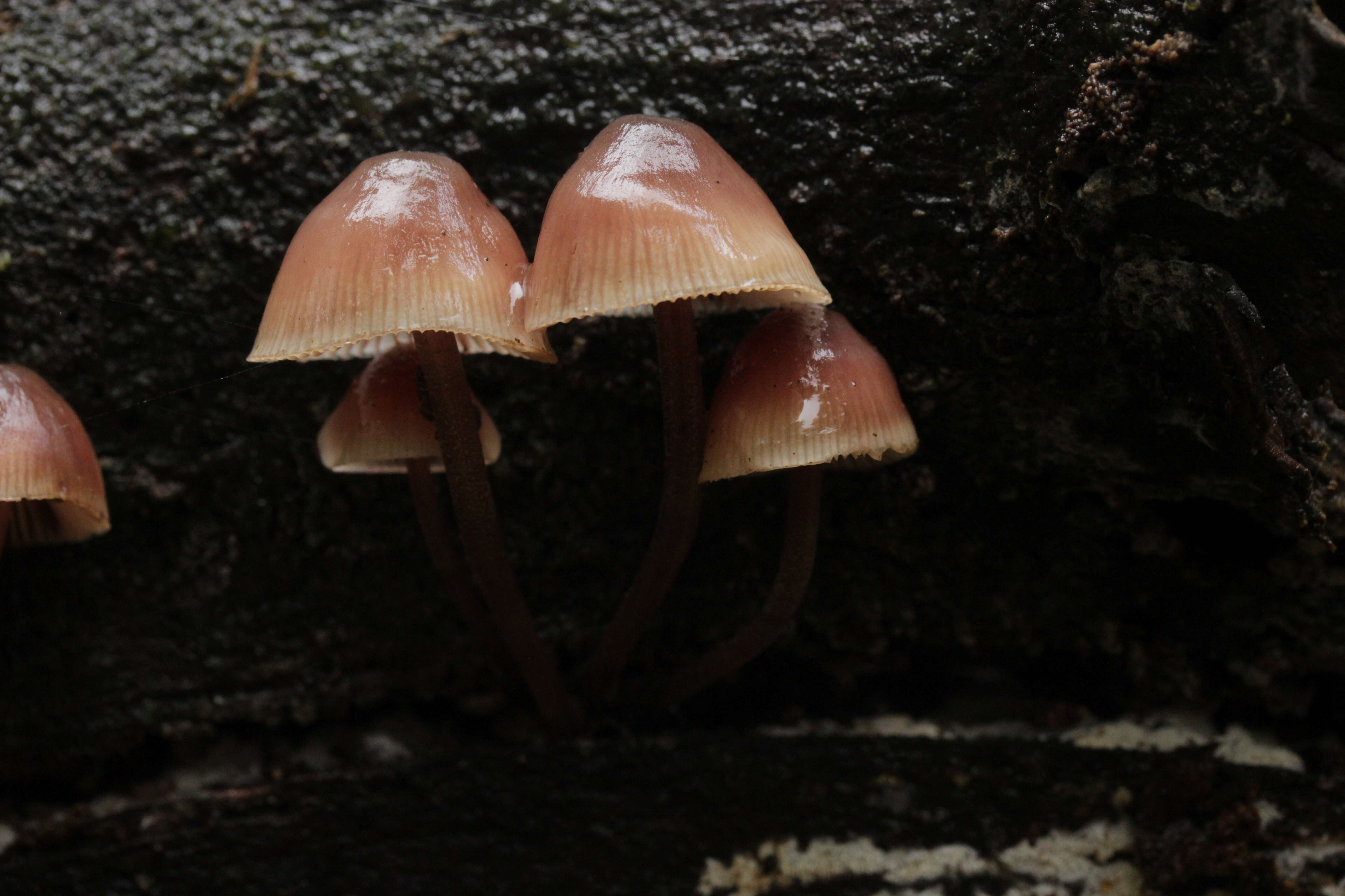 Image of Mycena haematopus (Pers.) P. Kumm. 1871