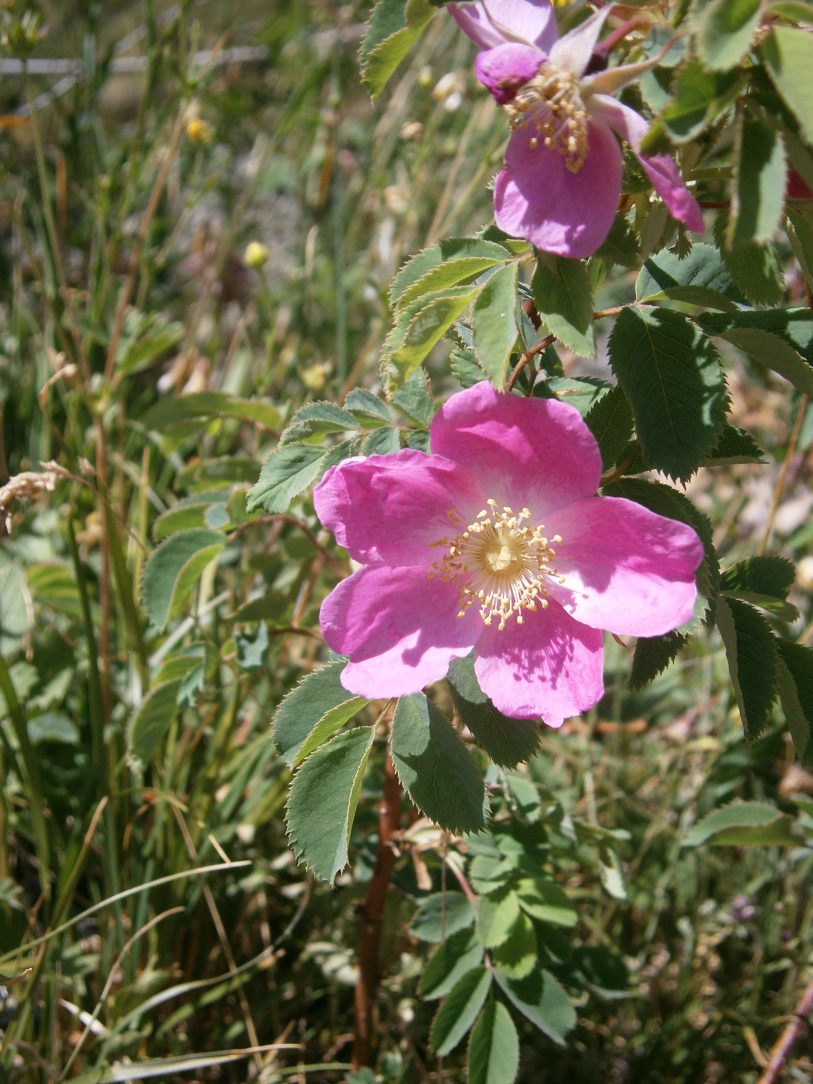 Image of alpine rose