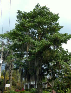 Image of Barrigon Kapoktree