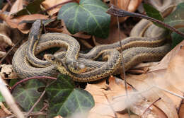 Image of Common Garter Snake