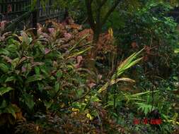 Image of Persicaria filiformis (Thunb.) Nakai