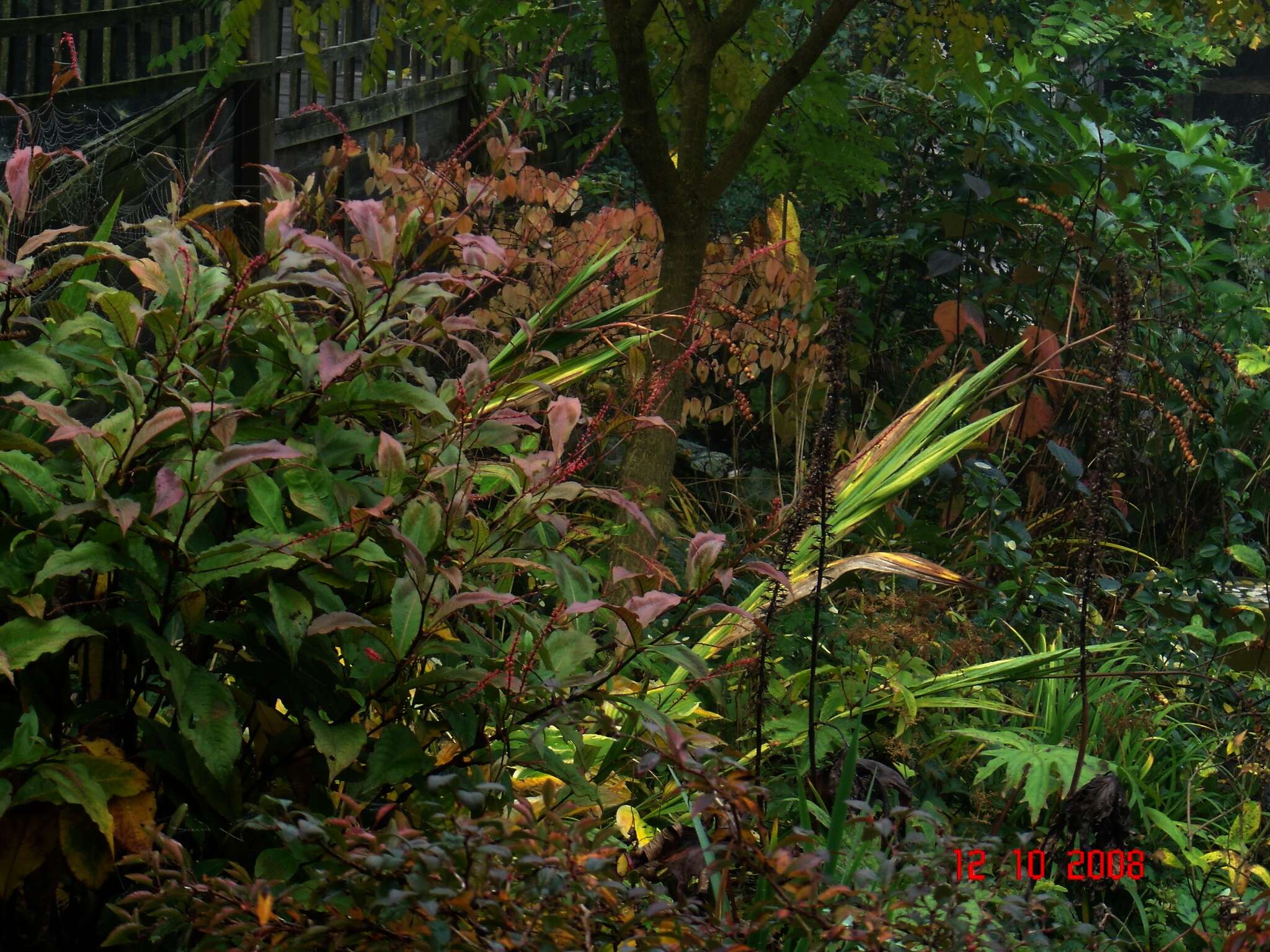 Sivun Persicaria filiformis (Thunb.) Nakai kuva