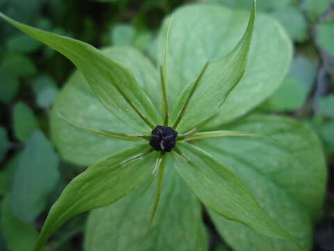 Image of herb Paris