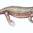 Image of Tuditanidae