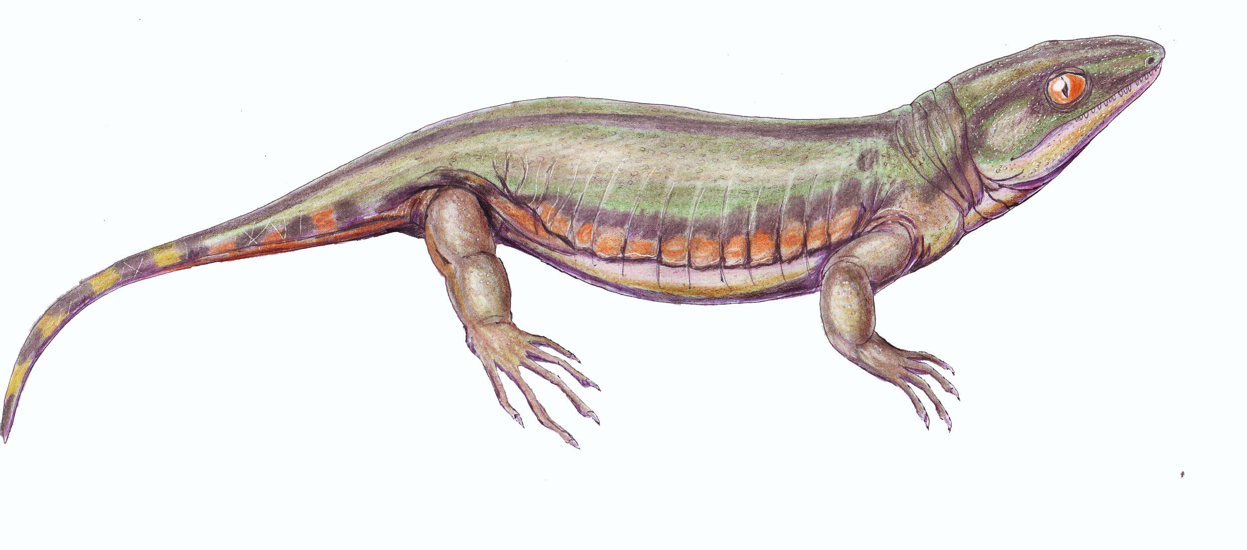 Image of Tuditanidae
