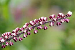 Plancia ëd Actaea simplex (DC.) Wormsk. ex Fisch. & Mey.