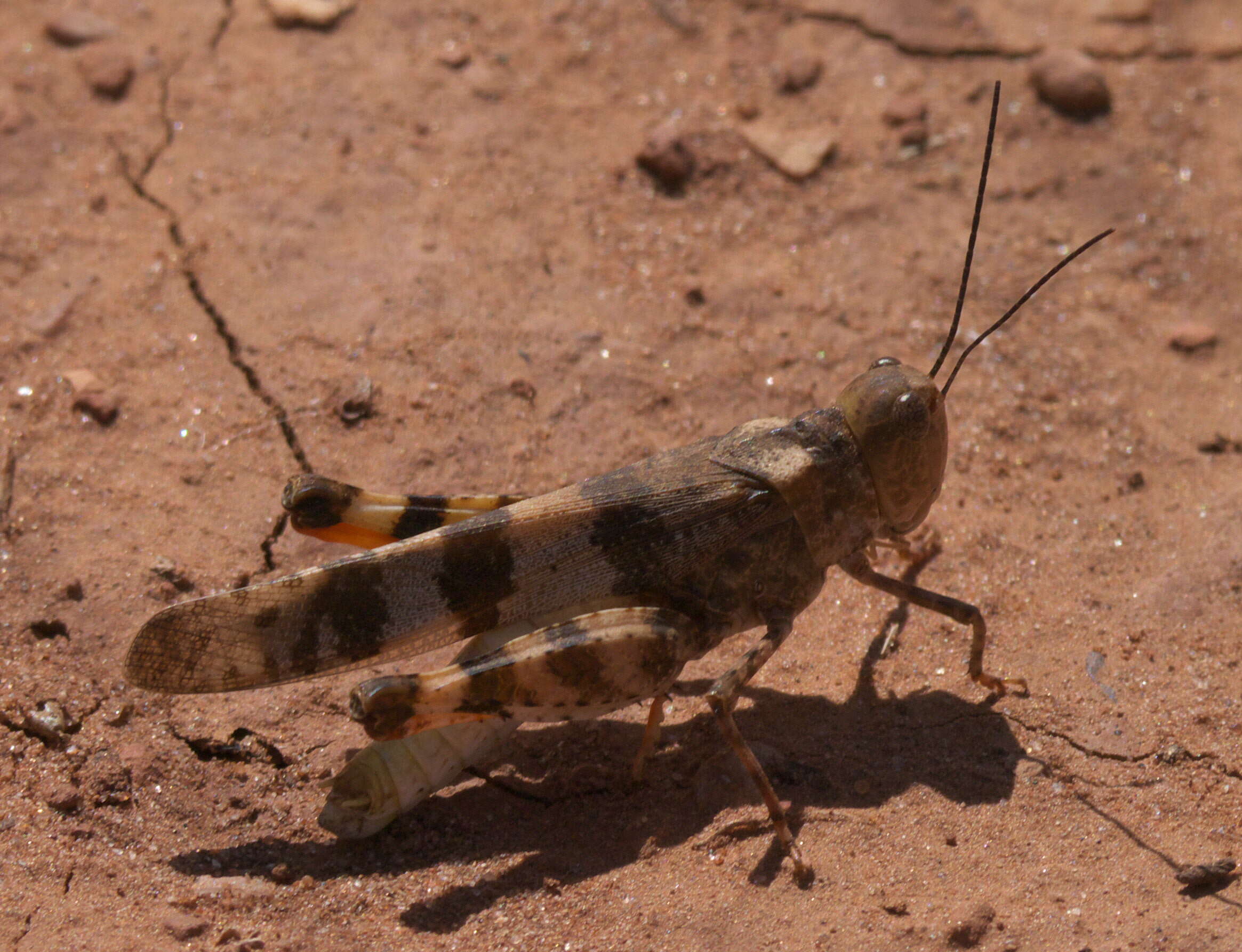 Image of Say's Grasshopper