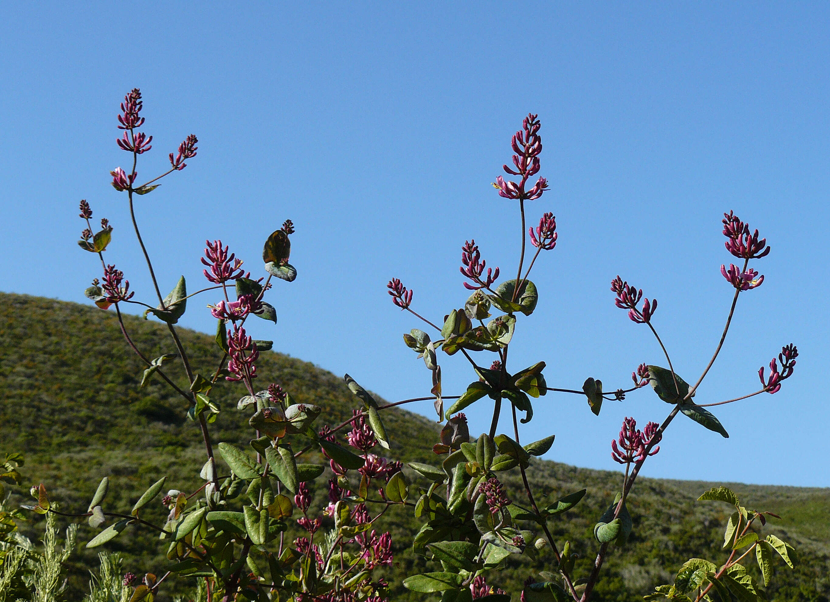 Image of pink honeysuckle