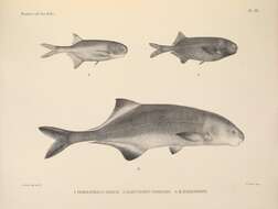 Image de Pollimyrus nigricans (Boulenger 1906)