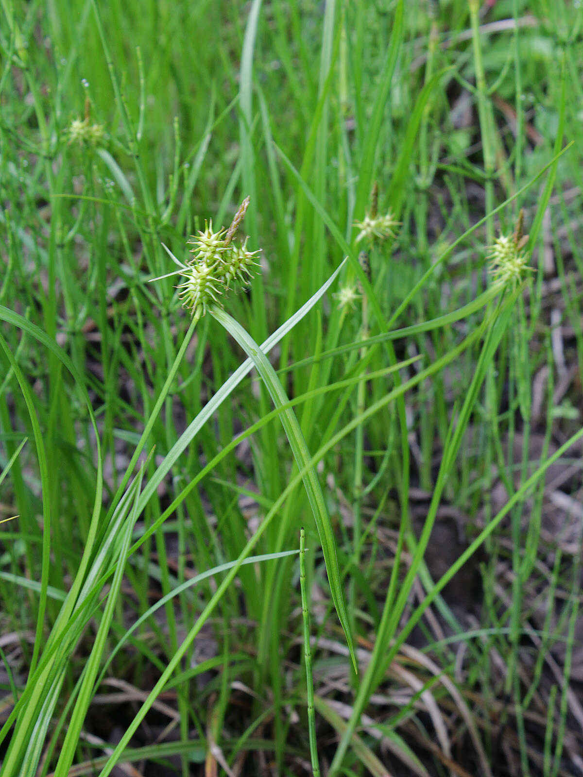 Image of Large Yellow-sedge