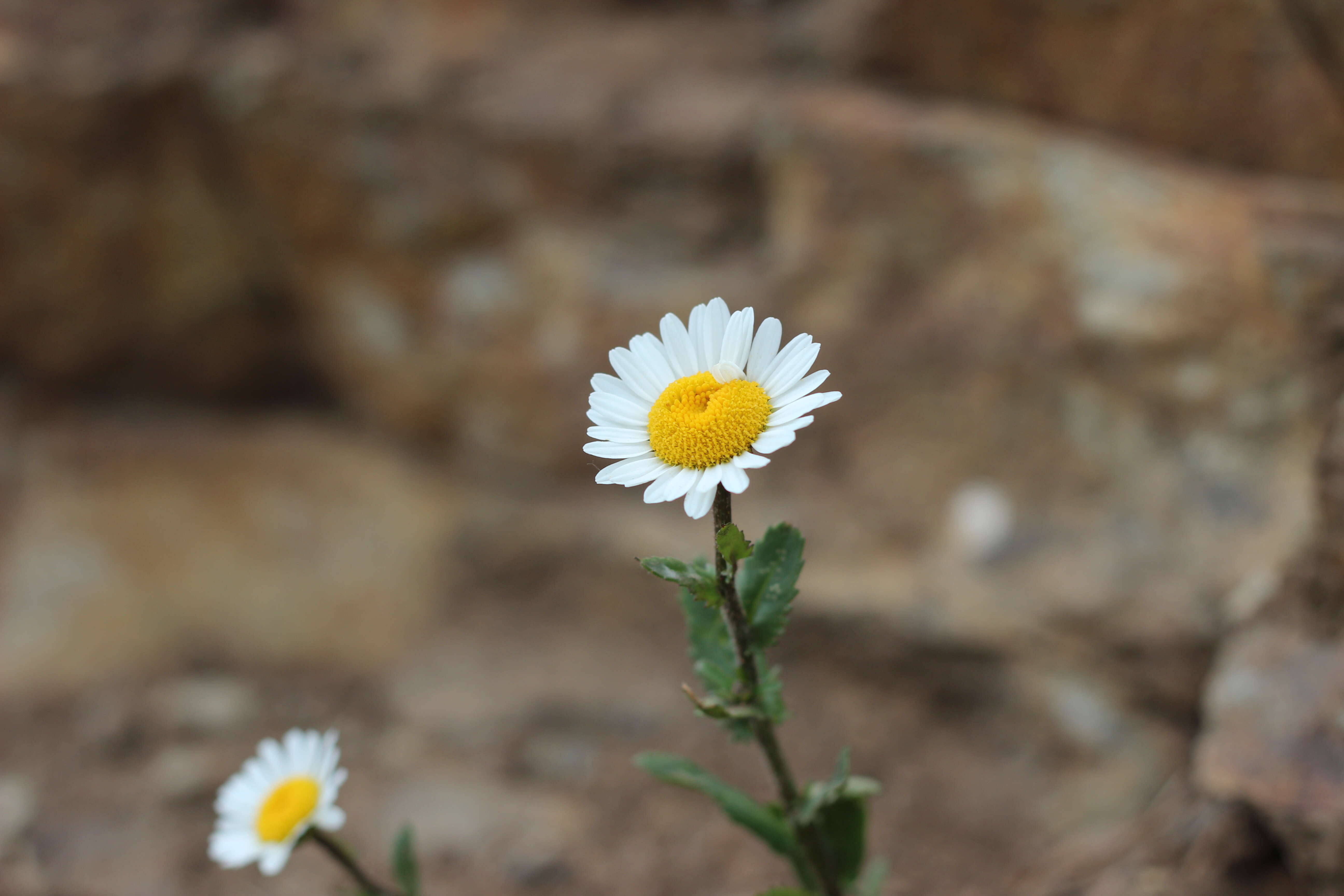 صورة Leucanthemum ircutianum (Turcz.) DC.