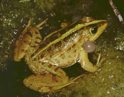 Image of Levant Green Frog