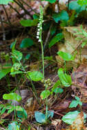 Image of Checkered rattlesnake plantain