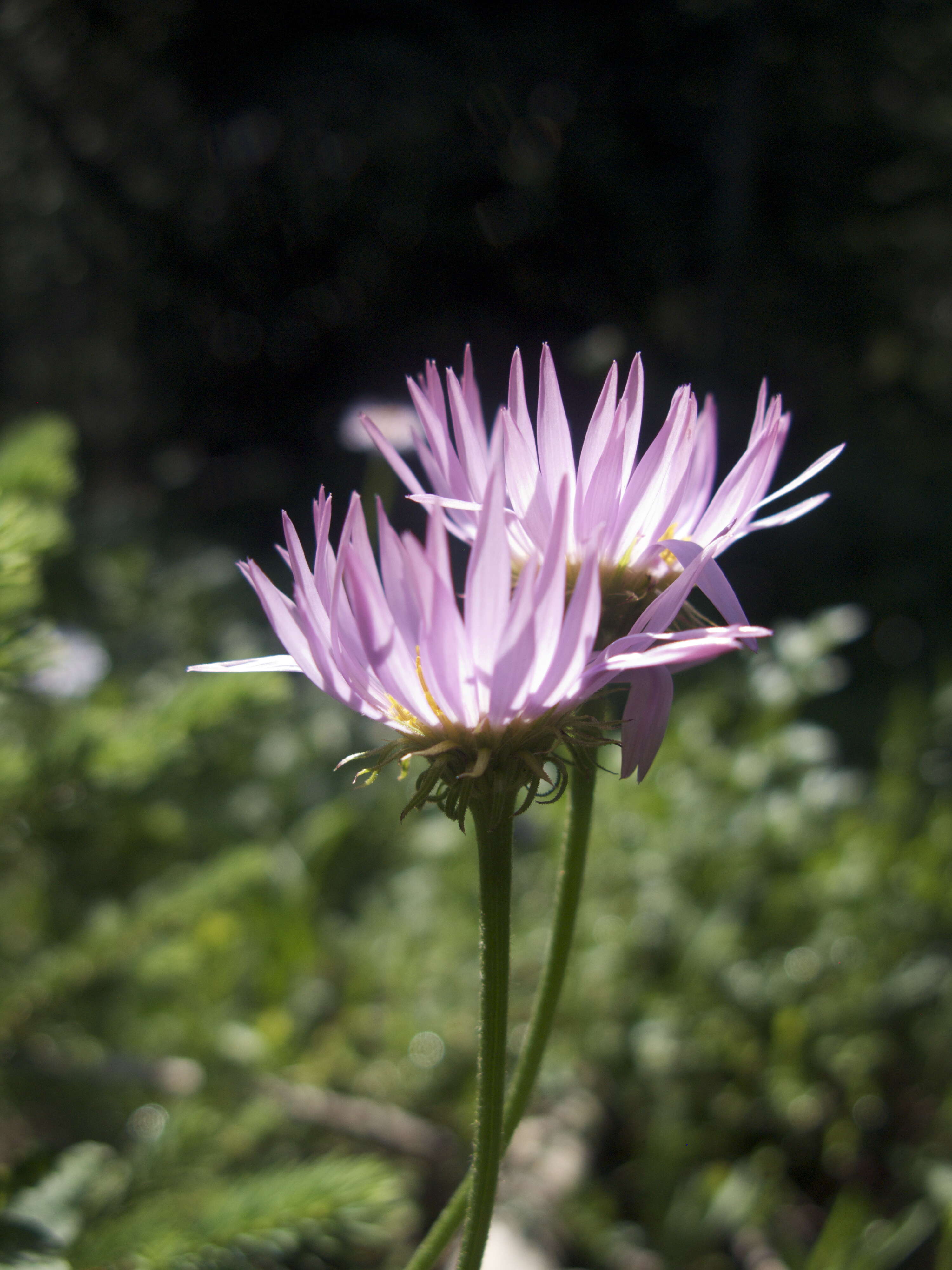 Image of tundra aster