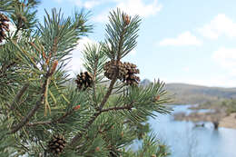 Image of Scotch Pine