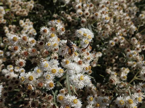 Imagem de Anaphalis margaritacea (L.) Benth.