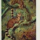 Image of Giant Forest Genet
