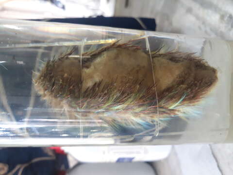 Image of sea mice