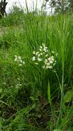 Cephalanthera longifolia (L.) Fritsch resmi