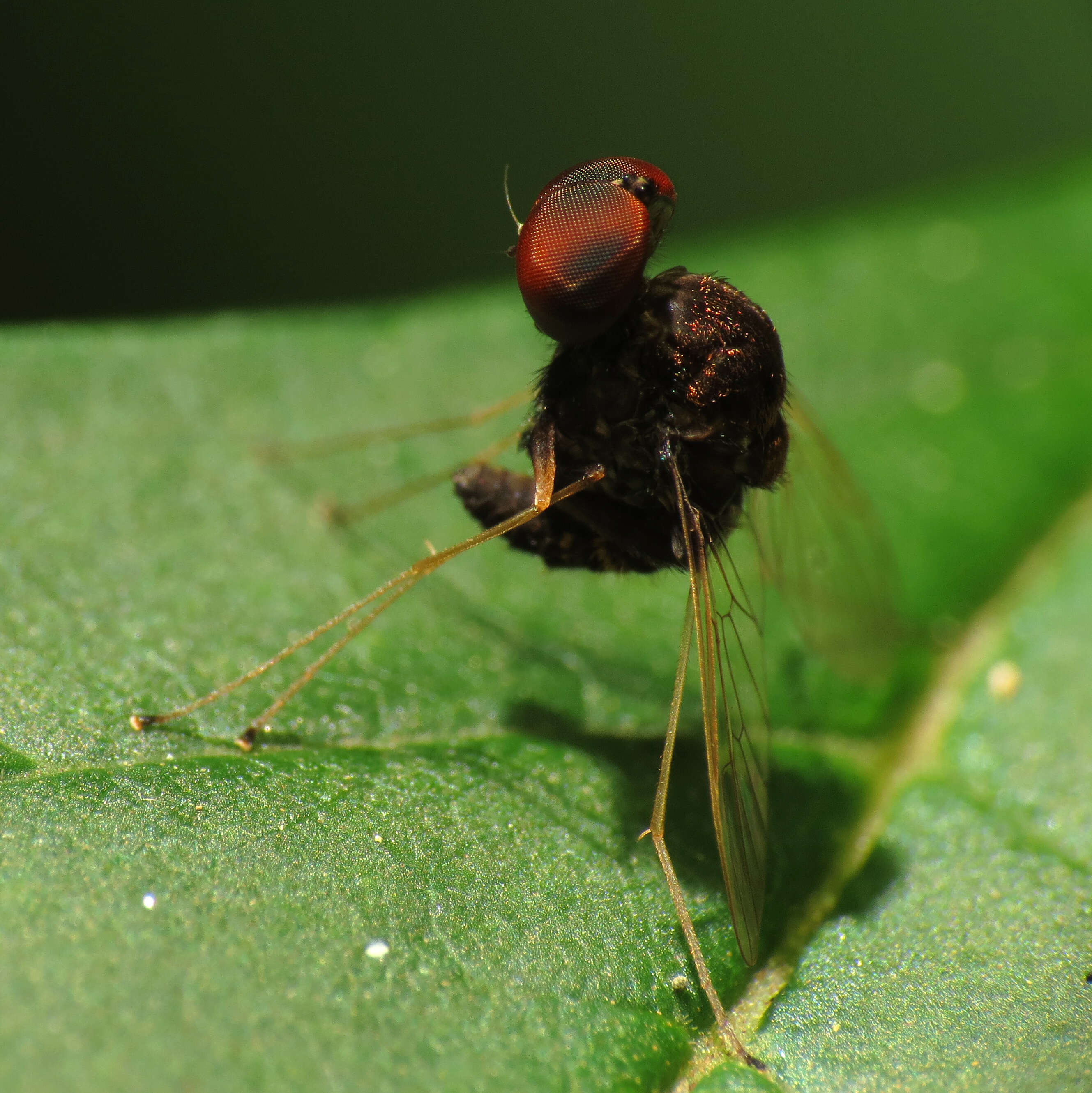 Image of Chrysopilus basilaris (Say 1823)