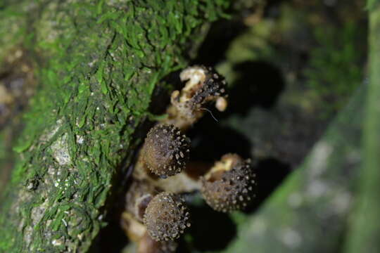 Image of Armillaria novae-zelandiae (G. Stev.) Boesew. 1977