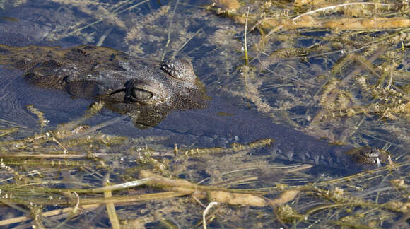 Image of Australian Freshwater Crocodile