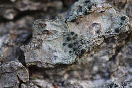 Image of Tiny button lichen