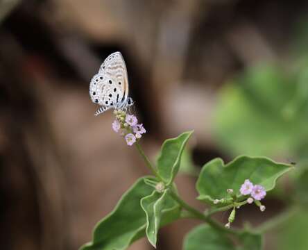 Image of African babul blue