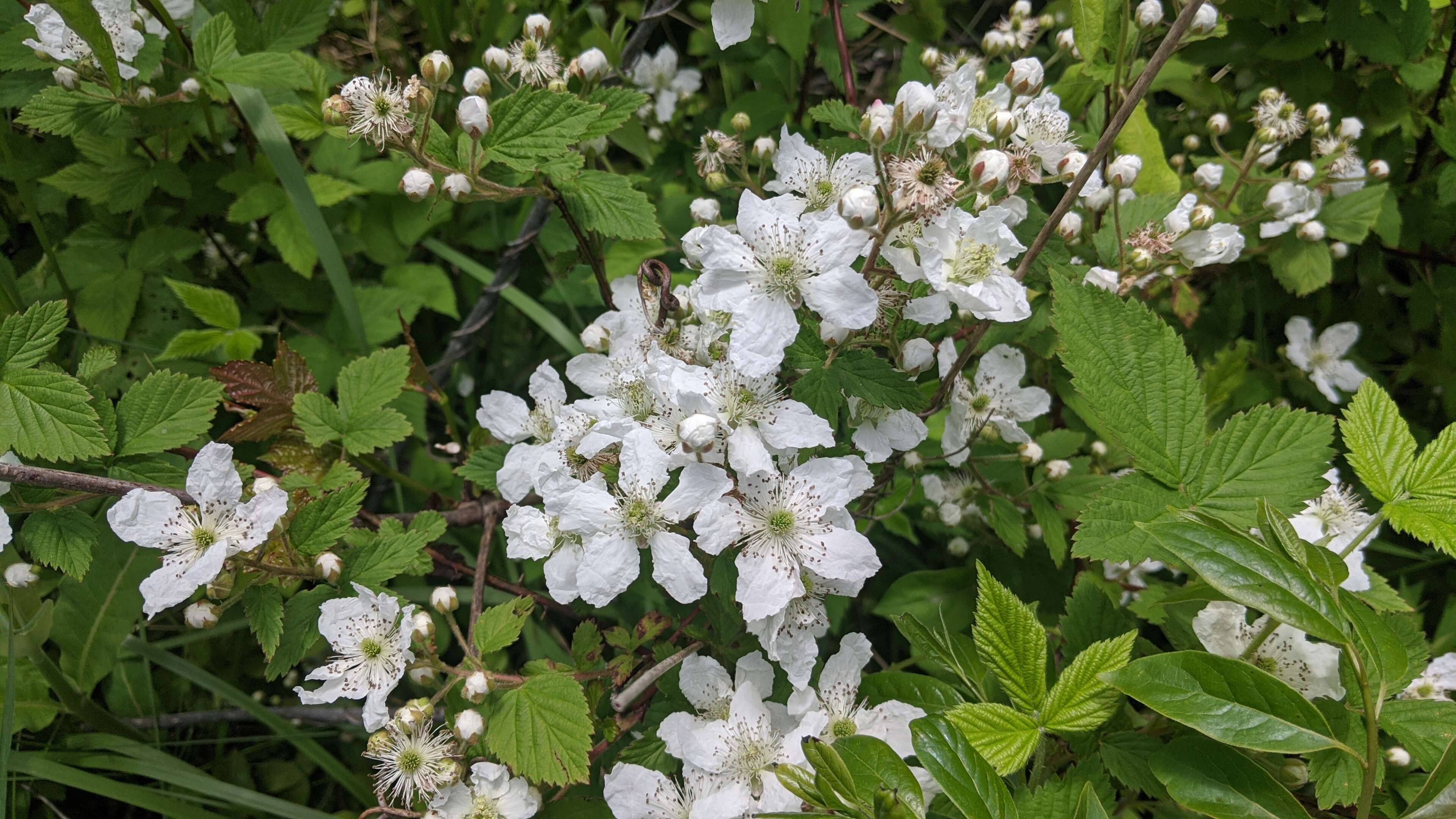 Image of dotted hawthorn