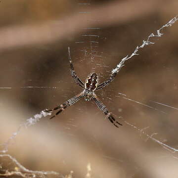 Imagem de Argiope katherina Levi 1983