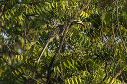 Image of African Grey Hornbill