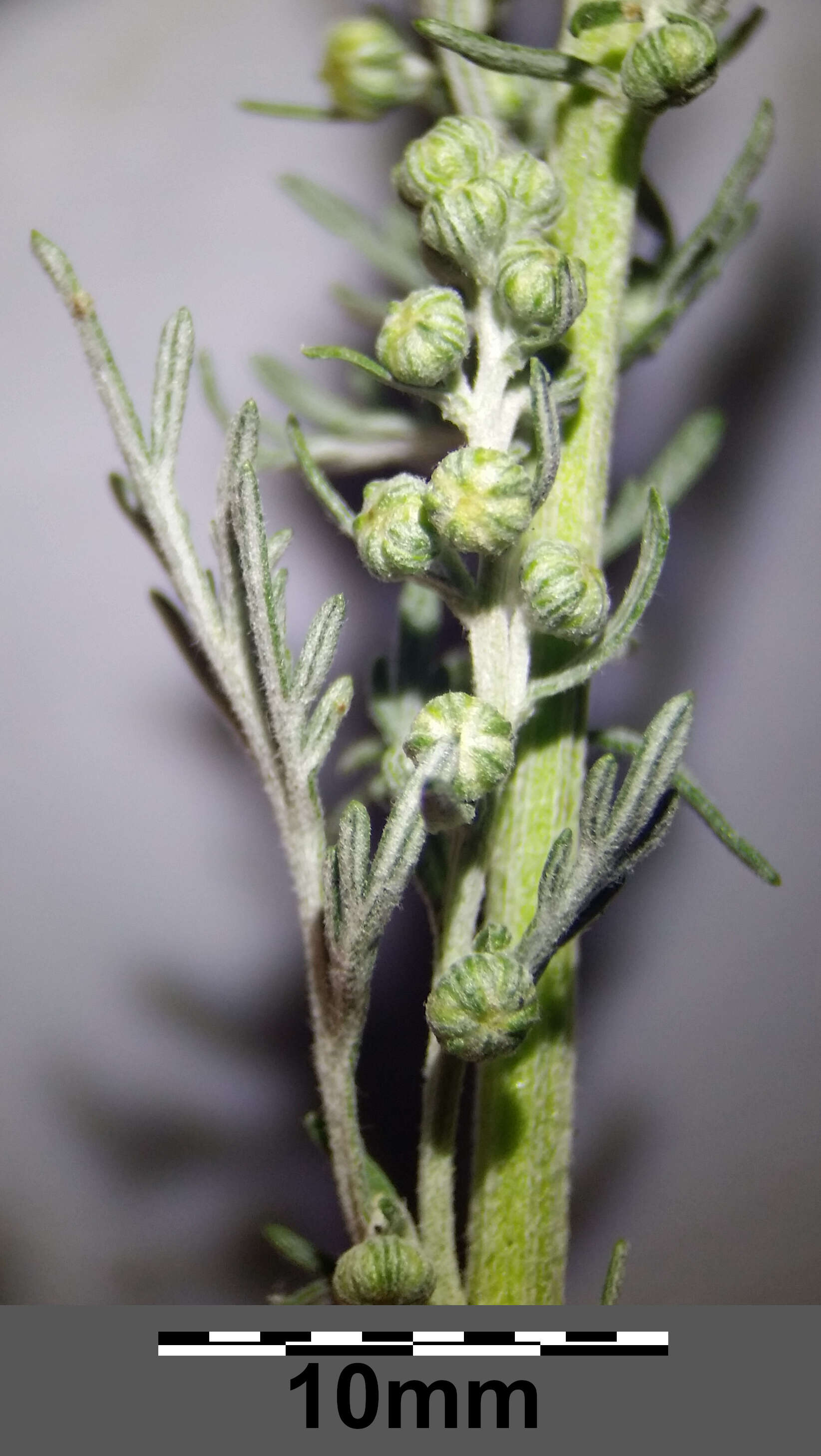 Image of Roman wormwood