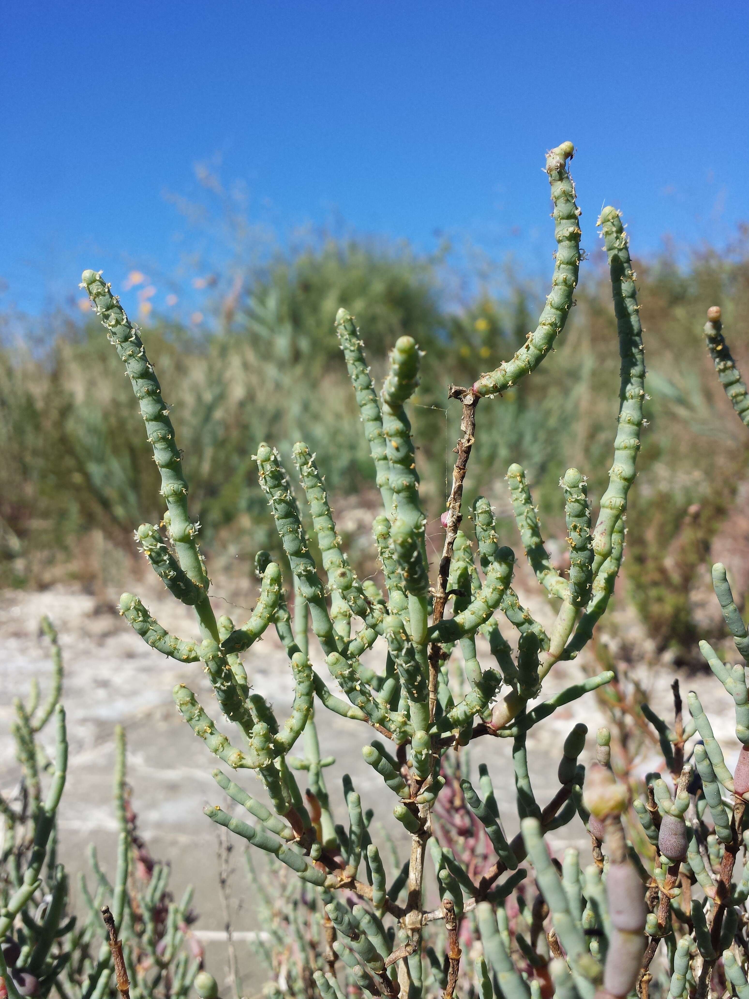 Image of Perennial Glasswort